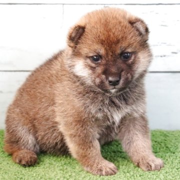 柴犬(標準サイズ)【埼玉県・男の子・2025年3月7日・赤】の写真「小ぶりで元気な男の子」