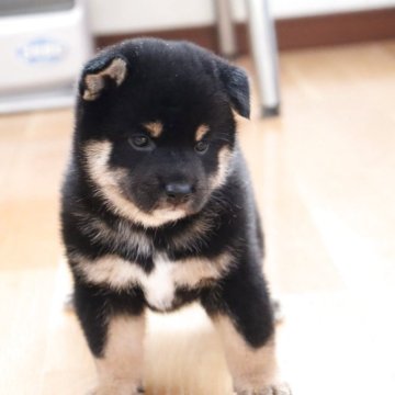 柴犬(標準サイズ)【埼玉県・女の子・2025年7月12日・黒】の写真「コロコロで可愛い女の子」