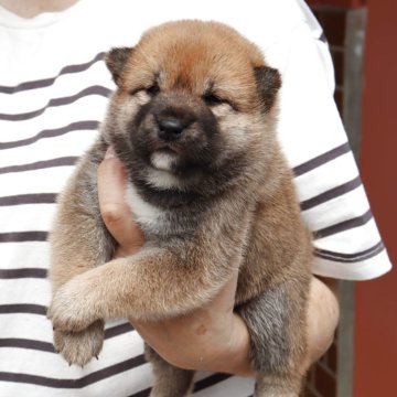 柴犬(標準サイズ)【埼玉県・女の子・2025年7月12日・赤】の写真「コロコロで可愛い女の子」