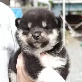 柴犬(標準サイズ)