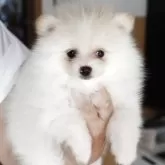ポメラニアン
