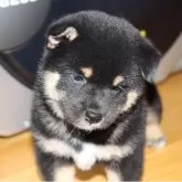柴犬(標準サイズ)【埼玉県・女の子・2025年7月12日・黒】の写真9
