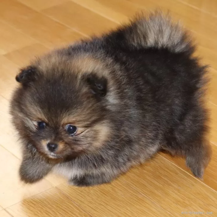ID:2401-04823の子犬