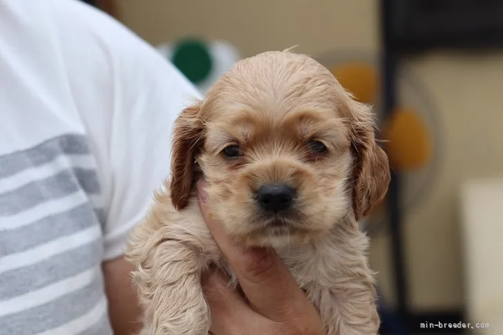 ID:2109-02251の子犬