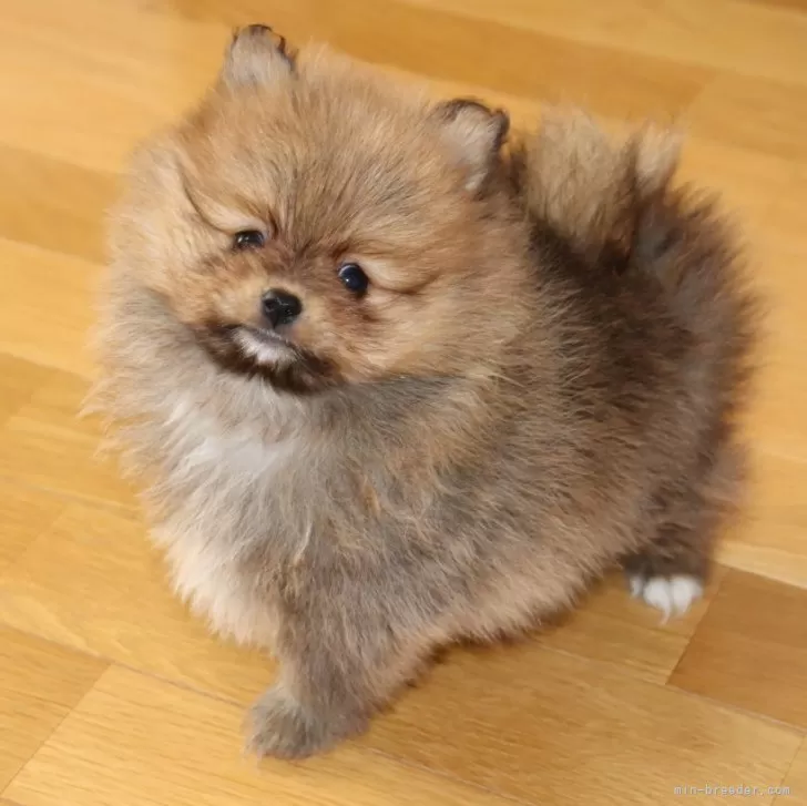 ID：2401-04819の子犬