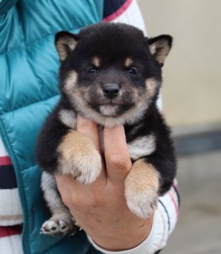 柴犬(豆柴)【埼玉県・男の子・2021年9月15日・黒】の写真「小振りな可愛い男の子」