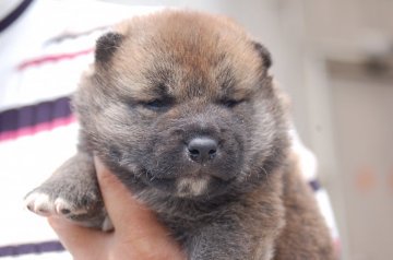 柴犬(標準サイズ)【埼玉県・男の子・2021年7月23日・赤】の写真「マズルの黒い可愛い子」