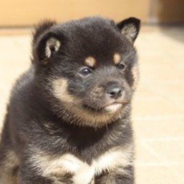 柴犬(標準サイズ)【埼玉県・女の子・2023年9月27日・黒】の写真「お母さん小振りな柴犬6kg位」