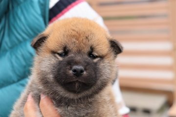 柴犬(標準サイズ)【埼玉県・女の子・2021年9月22日・赤】の写真「コロコロな女の子」