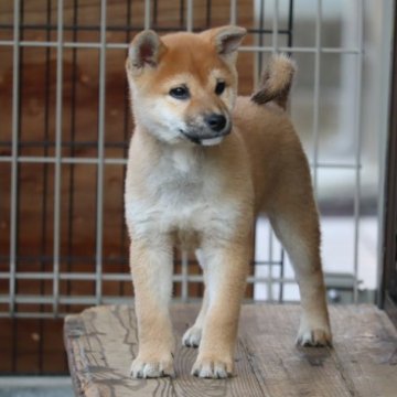 柴犬(標準サイズ)【埼玉県・女の子・2023年8月17日・赤】の写真「綺麗な赤の女の子」