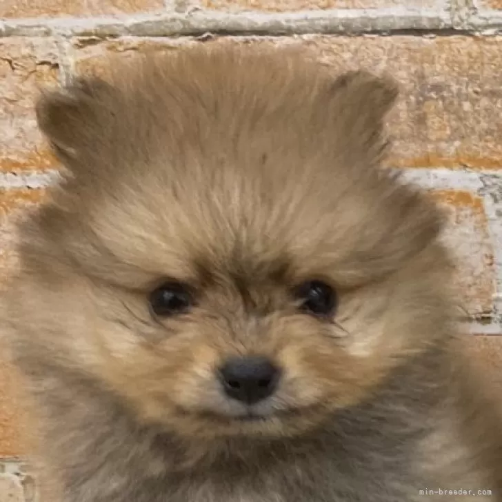 ID:2412-03617の子犬