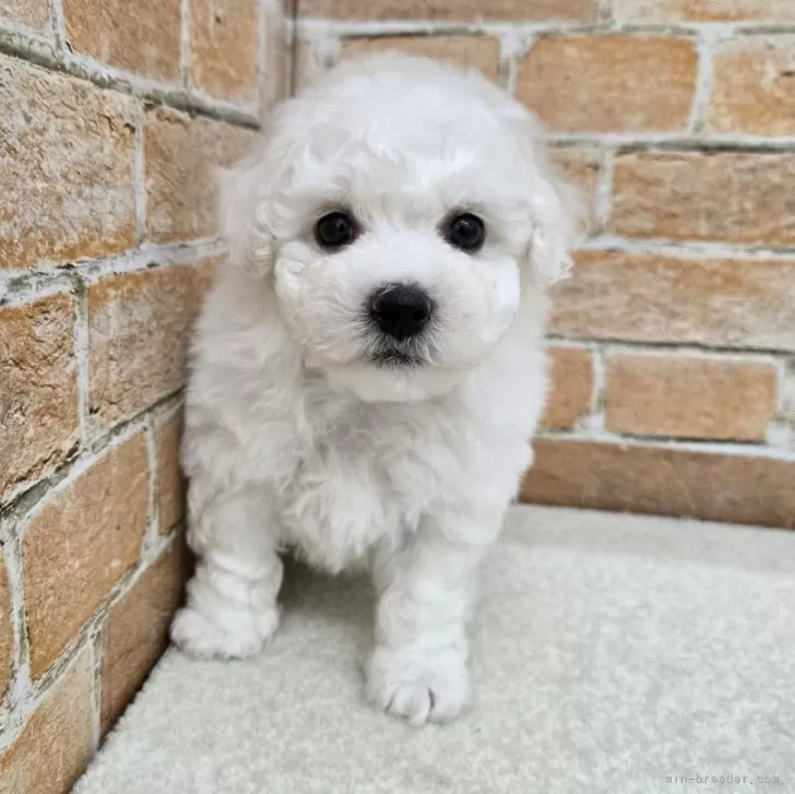 T.S 様のお迎えした子犬