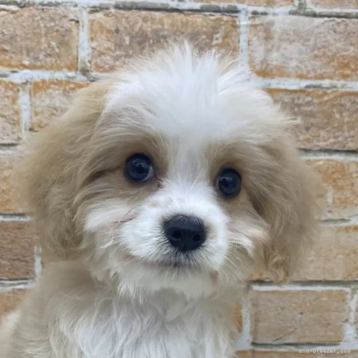 ID:2502-07221の子犬