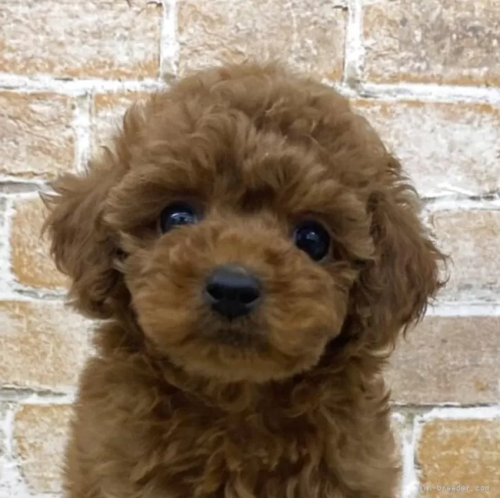 トイプードル(トイ)【兵庫県・女の子・2025年2月18日・レッド】の写真1