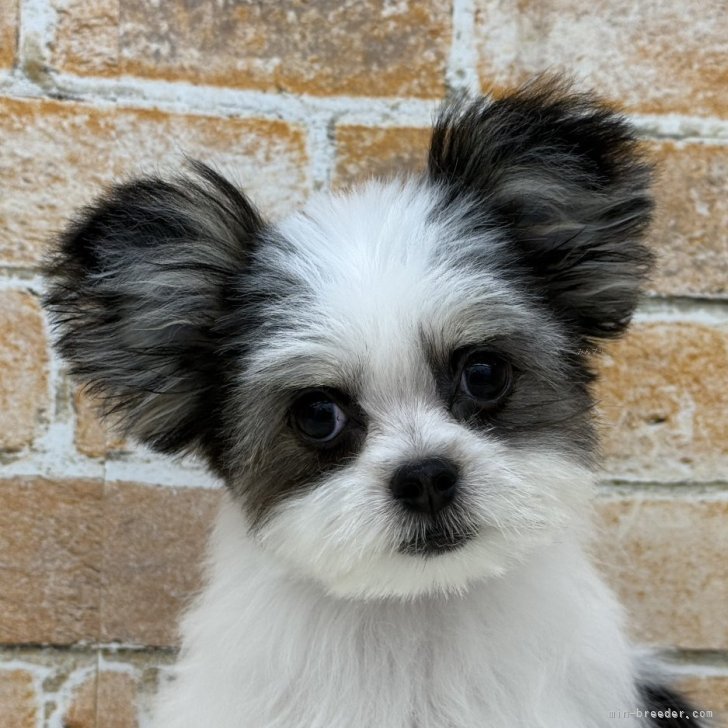 わちファミリーページ①④ チワマル(マルチーズ×チワワ)【鹿児島県・女の子・2025年1月29日