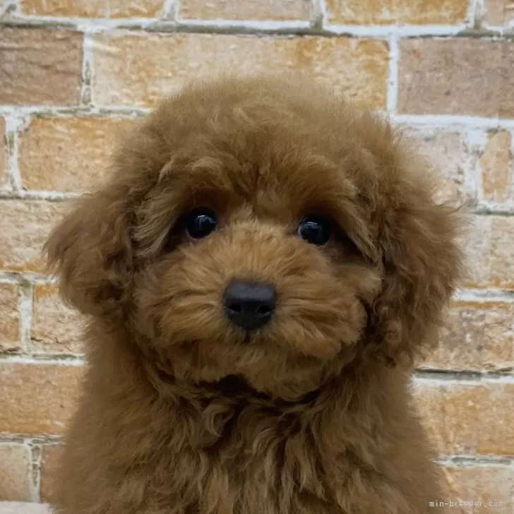 M.M 様のお迎えした子犬
