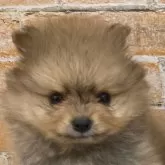 ポメラニアン【兵庫県・男の子・2024年11月6日・オレンジ】の写真1