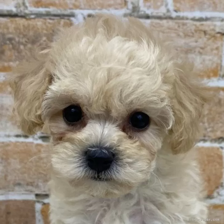 ID：2411-00880の子犬