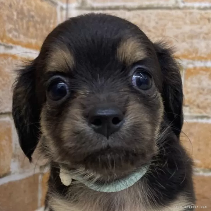 ID:2410-06618の子犬