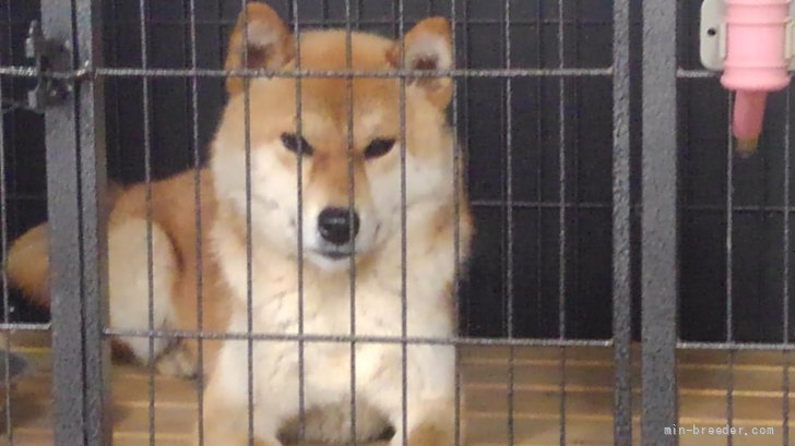 新井　征実(あらい　まさみ)ブリーダー(埼玉県・柴犬・日本犬保存会登録)の紹介写真2