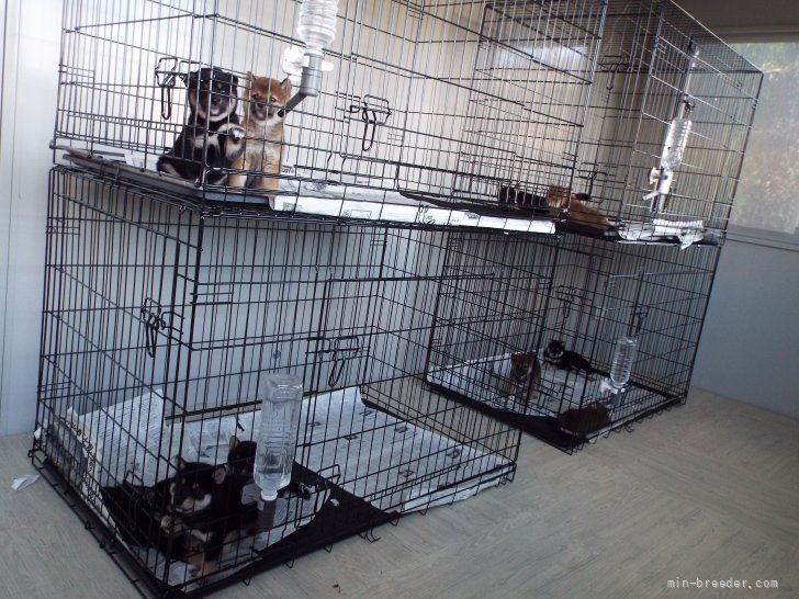 新井　征実(あらい　まさみ)ブリーダー(埼玉県・柴犬・日本犬保存会登録)の紹介写真3