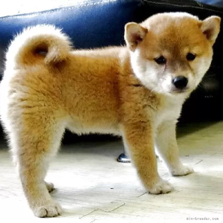 H.K 様のお迎えした子犬