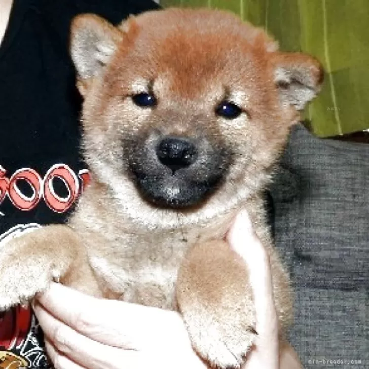 ID:2506-02117の子犬