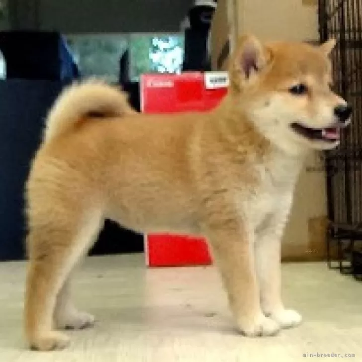 K 様のお迎えした子犬