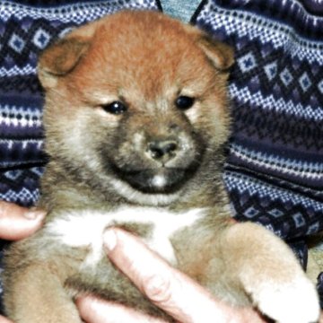 柴犬(標準サイズ)【埼玉県・女の子・2025年3月19日・赤】の写真「成長してから、その差がでるのでわないでしょうか。」
