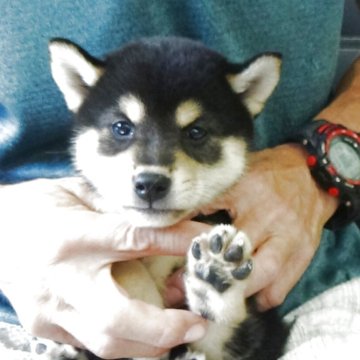 柴犬(標準サイズ)【埼玉県・男の子・2025年8月6日・黒】の写真「お父さんは、超イケメン」