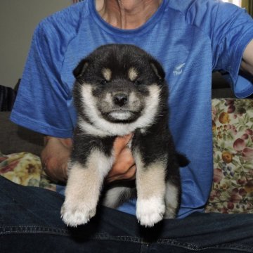 柴犬(標準サイズ)【埼玉県・男の子・2025年4月4日・黒】の写真「色のバランスも良いです。」