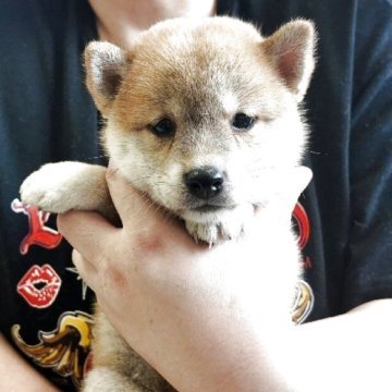 柴犬(標準サイズ)【埼玉県・女の子・2025年7月25日・赤】の写真「色のバランスも良いです。」