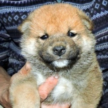 柴犬(標準サイズ)【埼玉県・男の子・2025年3月26日・赤】の写真「コロコロのイケメンです。」