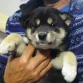 柴犬(標準サイズ)