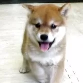柴犬(標準サイズ)