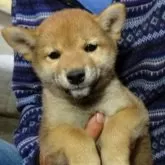 柴犬(標準サイズ)