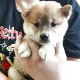柴犬(標準サイズ)