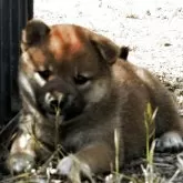 柴犬(標準サイズ)