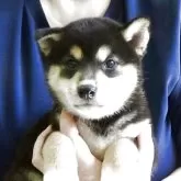 柴犬(標準サイズ)