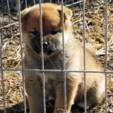 柴犬(標準サイズ)