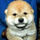 柴犬(標準サイズ)