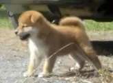 柴犬(標準サイズ)【埼玉県・女の子・2025年9月8日・赤】の写真3