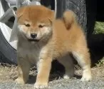 柴犬(標準サイズ)【埼玉県・女の子・2025年9月8日・赤】の写真4