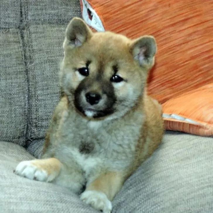 ID：2401-06618の子犬