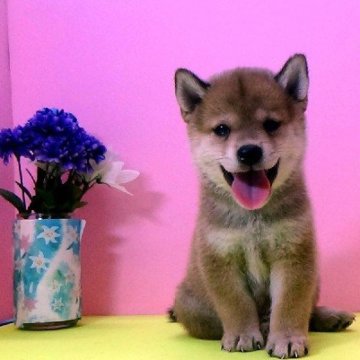 柴犬(標準サイズ)【埼玉県・男の子・2023年6月23日・赤】の写真「コロコロのイケメンです。」