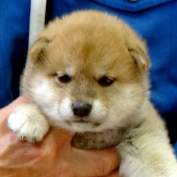 柴犬(標準サイズ)【埼玉県・女の子・2023年3月7日・赤】の写真「お顔の綺麗な仔犬です。」