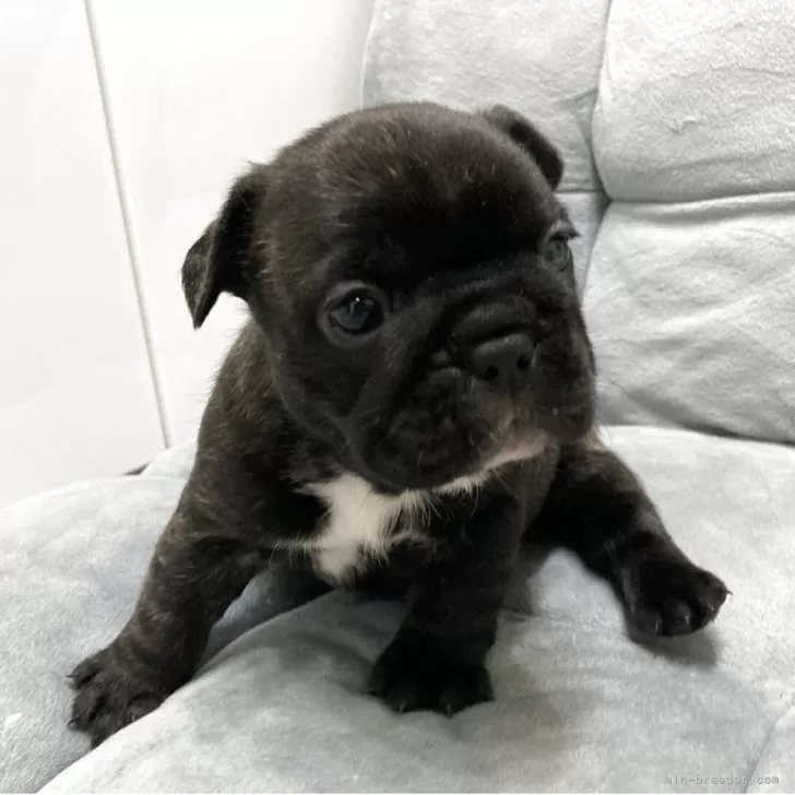 ID：2503-06803の子犬
