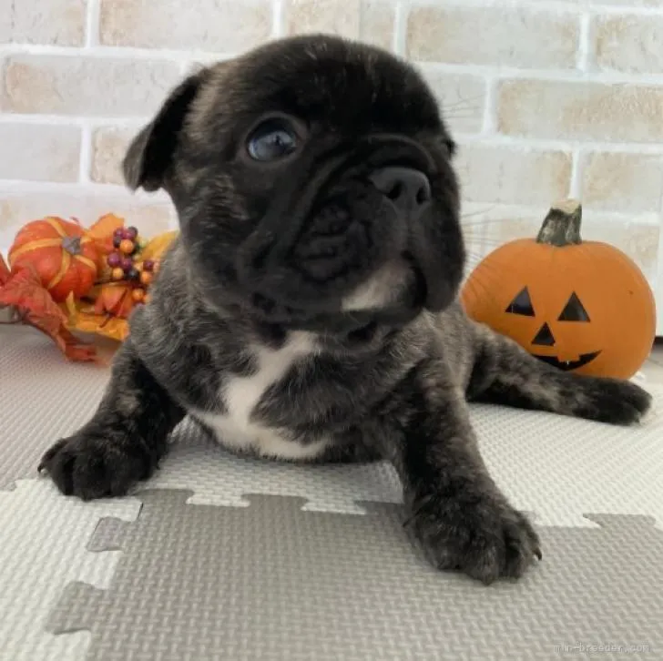 S.K 様のお迎えした子犬