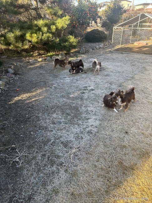 新井梢ブリーダー