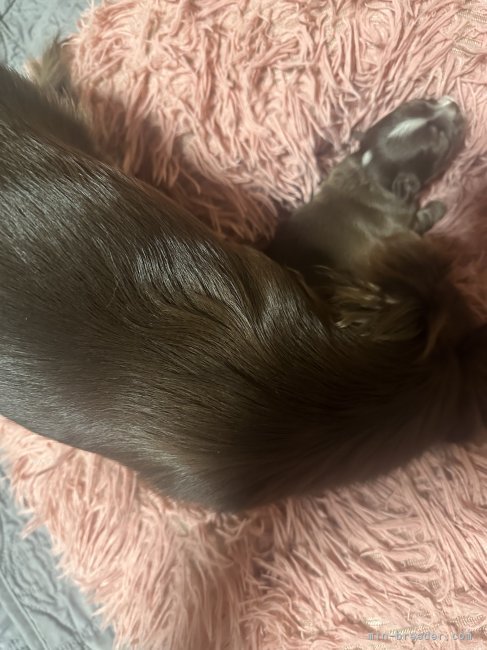 新井　梢(あらい　こずえ)ブリーダー(埼玉県・チワワ(ロング)など・JKC登録)の紹介写真6